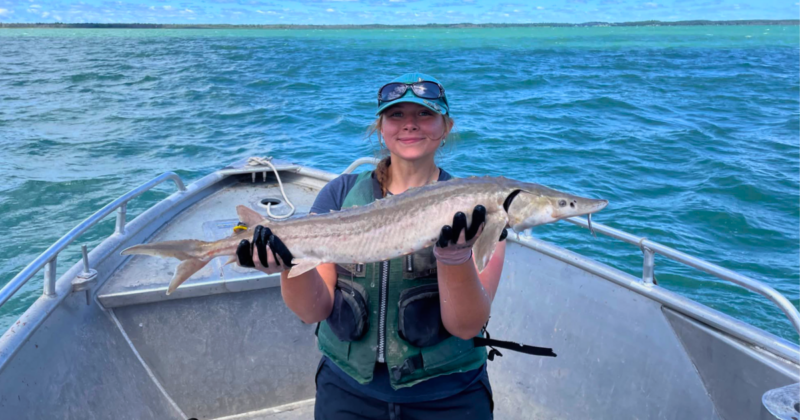 LSSU researchers refine genetic method for determining sturgeon sex